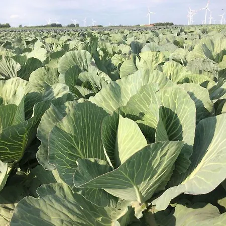 Buschsand Lee Comfortable