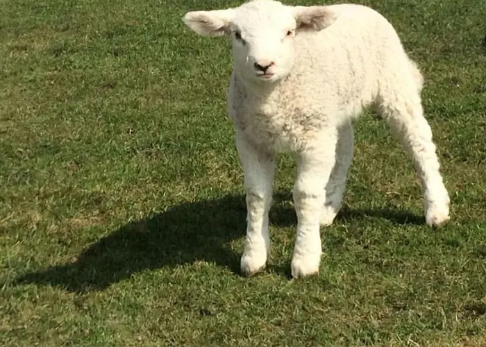 Buschsand Lee Comfortable Vakantiehuis