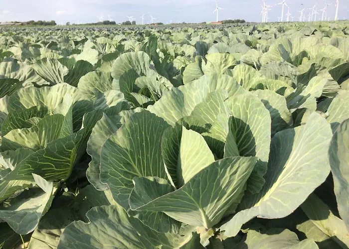 Buschsand Lee Comfortable